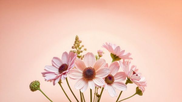 Top 5 variétés de fleurs de cbd pour un quotidien serein